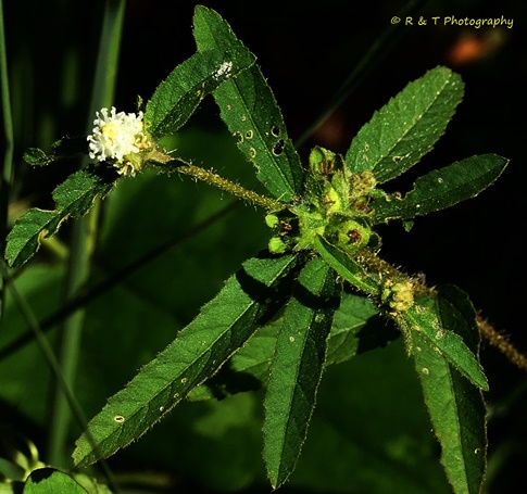 {Croton glandulosus var. septentrionalis}